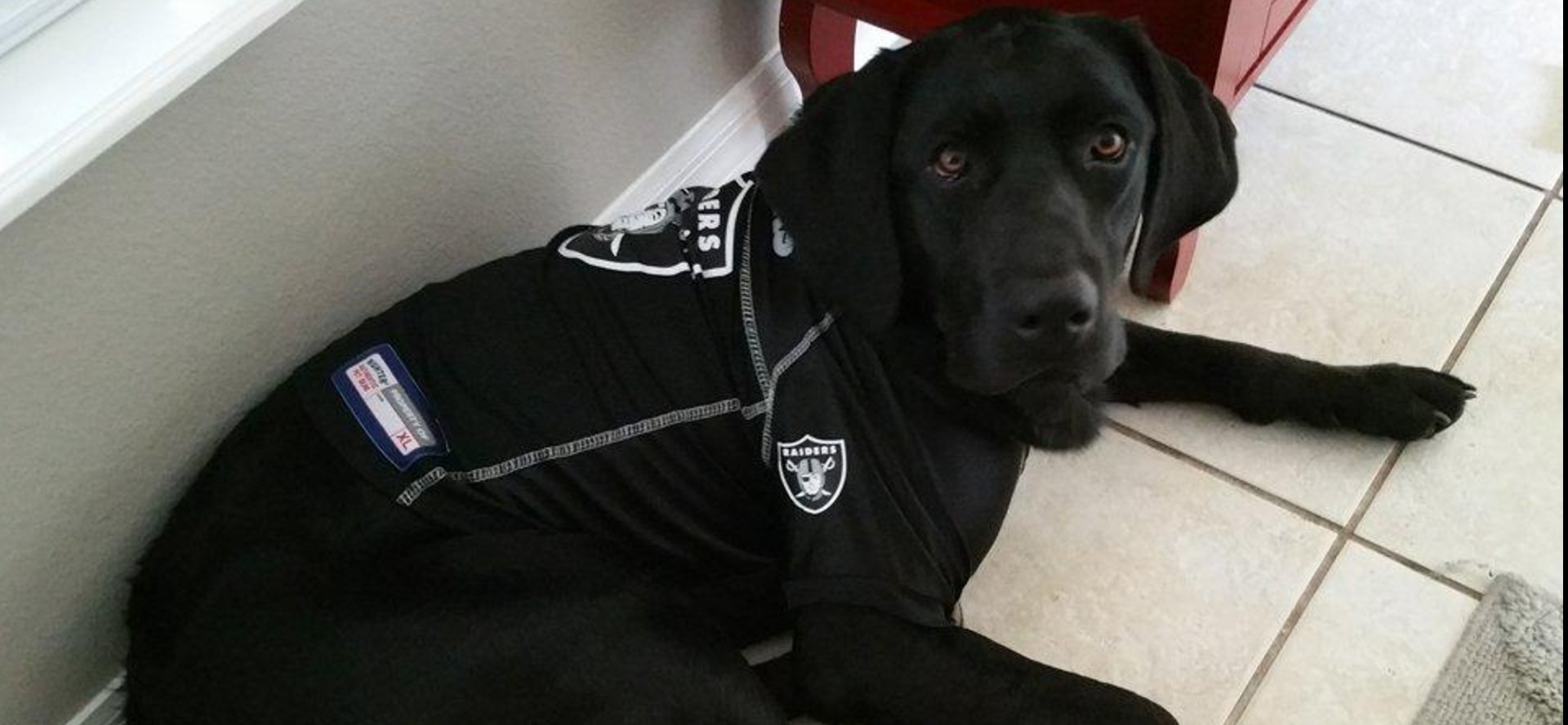 las vegas raiders dog jersey