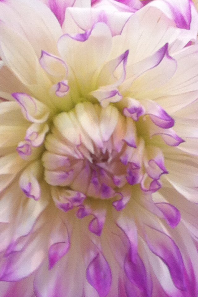 BusyMindStorm's tweet photo. I am always looking within ~ there's so much beauty there. #photography #flowers #perspective #soul https://t.co/LoLAbwWU6m