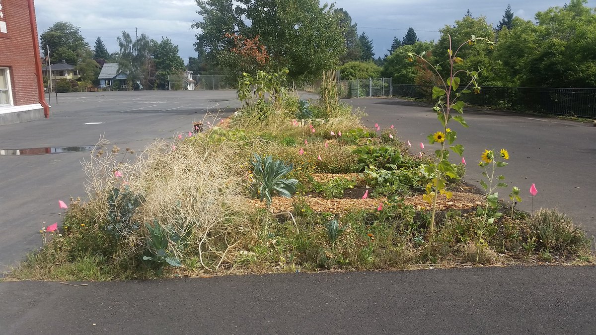 BeverlyClearyK8's tweet photo. Gardening with Melia at Rose City Park https://t.co/pIrPq3uxdw