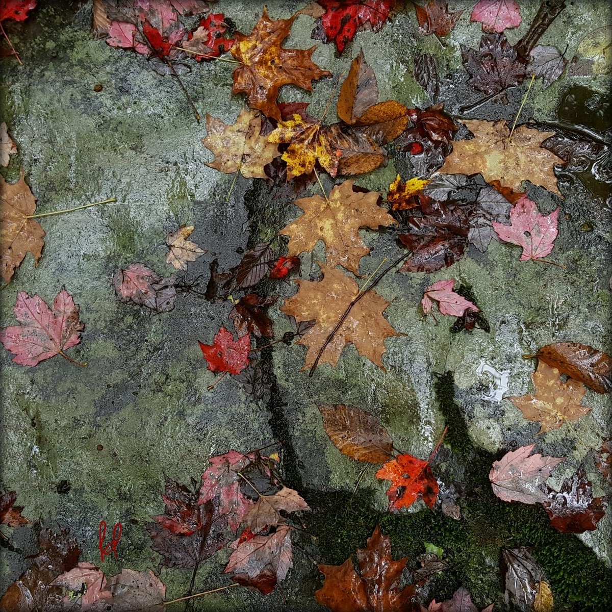 leungdesigns's tweet photo. #Fall #leaves as #natures #canvas #found on the #Diamond #Notch #hiking #trail so #colorfull #weekend in the #catskills #WestKill https://t.co/Jdt6FxElpJ