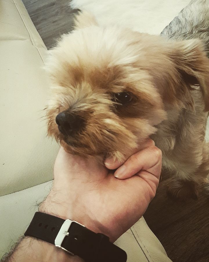 MaxOnCam's tweet image. He looks grumpy but he&apos;s a total sweetheart. #yorkie #dogsofinstagram #cute #adorable #model #guy ift.tt/2yo6RJS