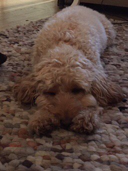 lillyapoo's tweet image. Hi, this is my new sleeping position, I love resting my head on my paws and stretching out. #cockapoo #dogyog