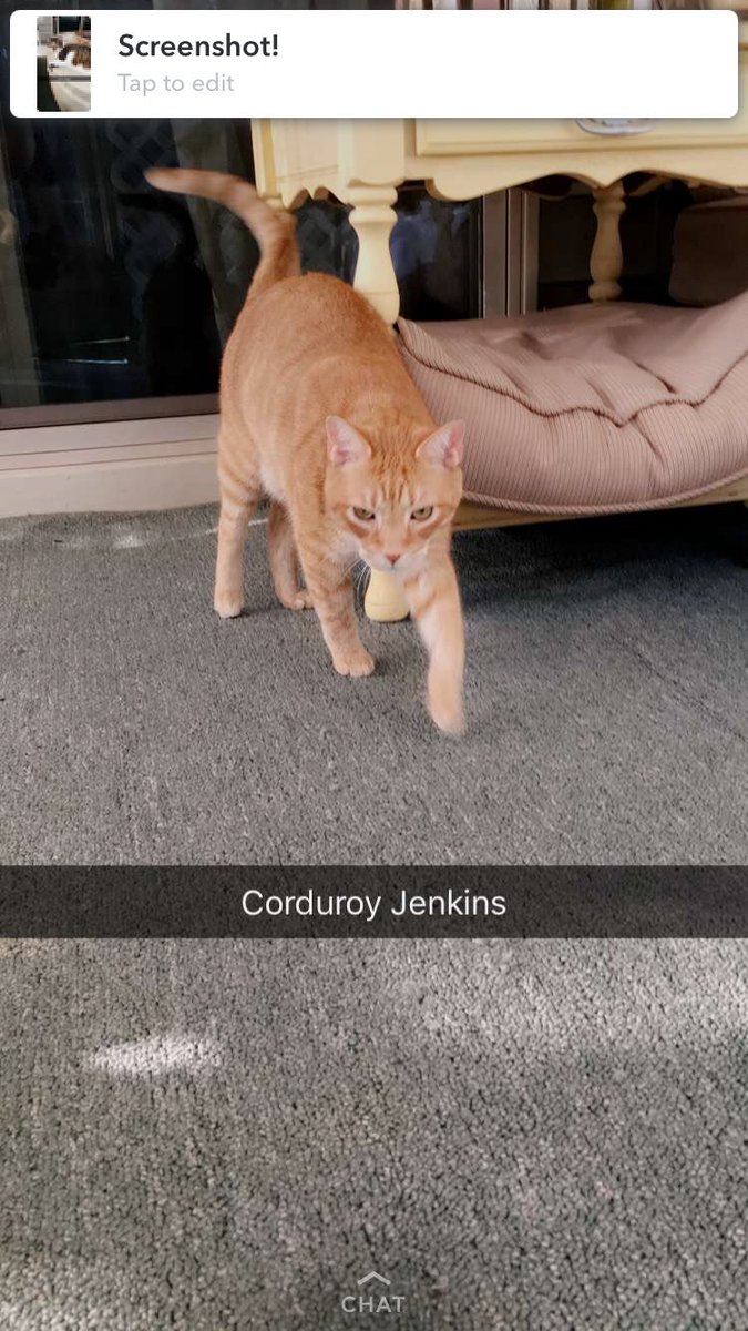 nerdsyncsparta's tweet image. Looks a lot like me and Adam West(the cat)