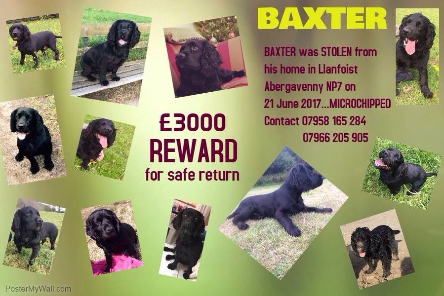 blacklab115's tweet photo. #findbaxter #stolen https://t.co/DUJ7uDMSsm