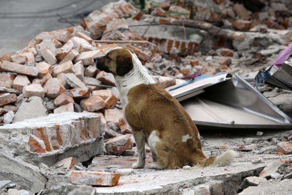 luisangelelfla's tweet photo. Si ven alguna mascota herida o perdida, AYÚDALA!!! Vida es vida sin importar la especie https://t.co/SGxlYBp28k