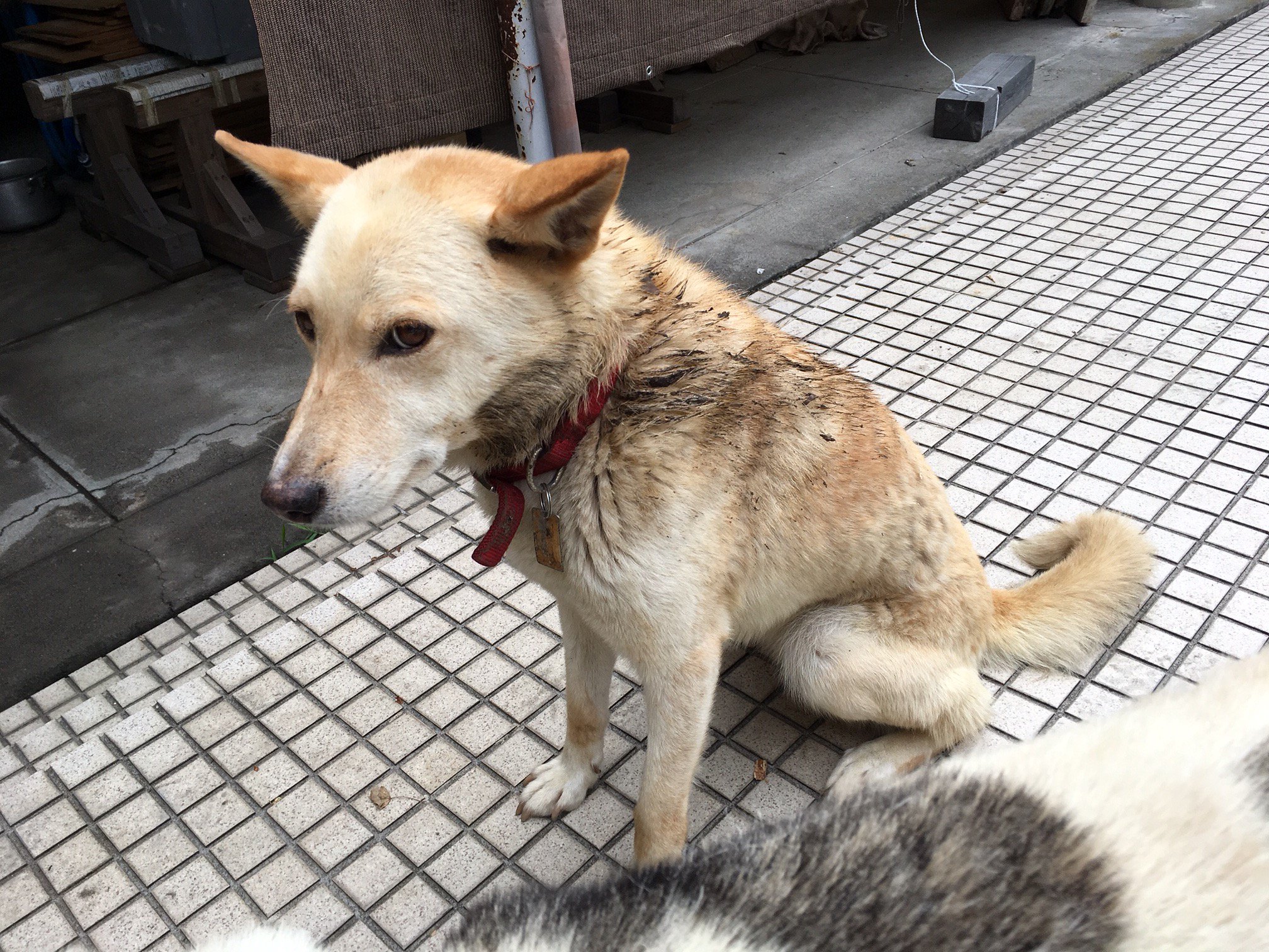 絲山秋子 Hypercat863 牛犬はよく犬種を聞かれるので ホルスタイン と答えたりします Twitter