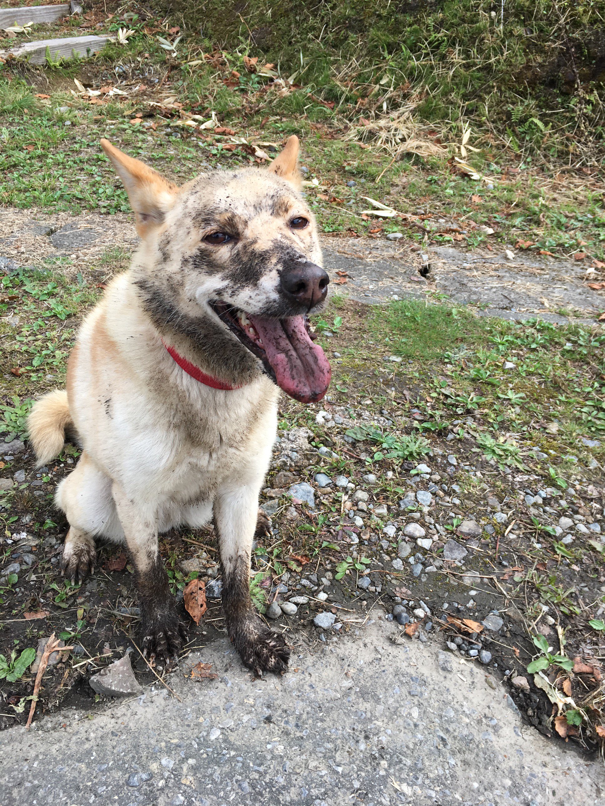 絲山秋子 Hypercat863 牛犬はよく犬種を聞かれるので ホルスタイン と答えたりします Twitter