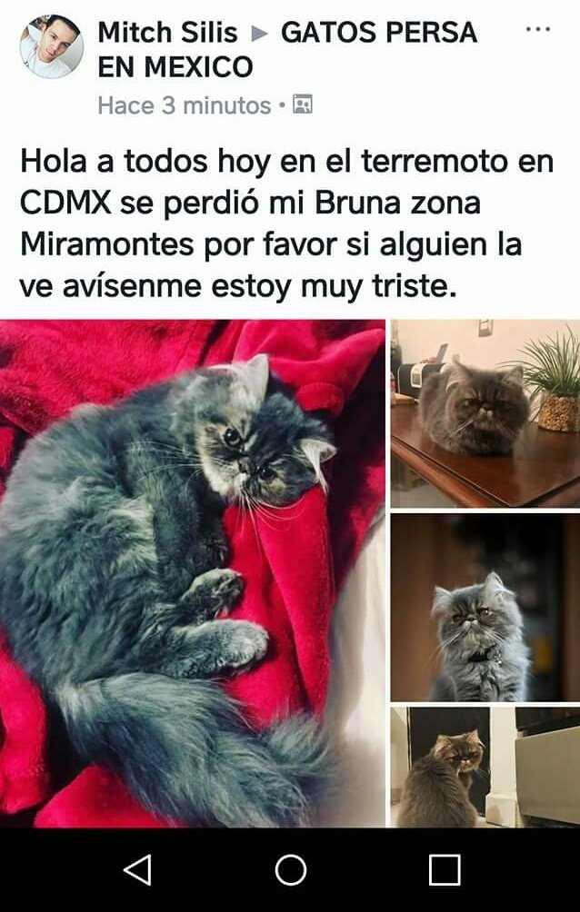D10EN10XLOSANIM's tweet photo. #extraviado #sismo #CDMX RT @UribeMerle @DefAnimalMX @lostanimalsdf @PrrosPerdidosMX @alex_8sc @DefensaAnimal  @APASDEM https://t.co/eavFlLf4tZ