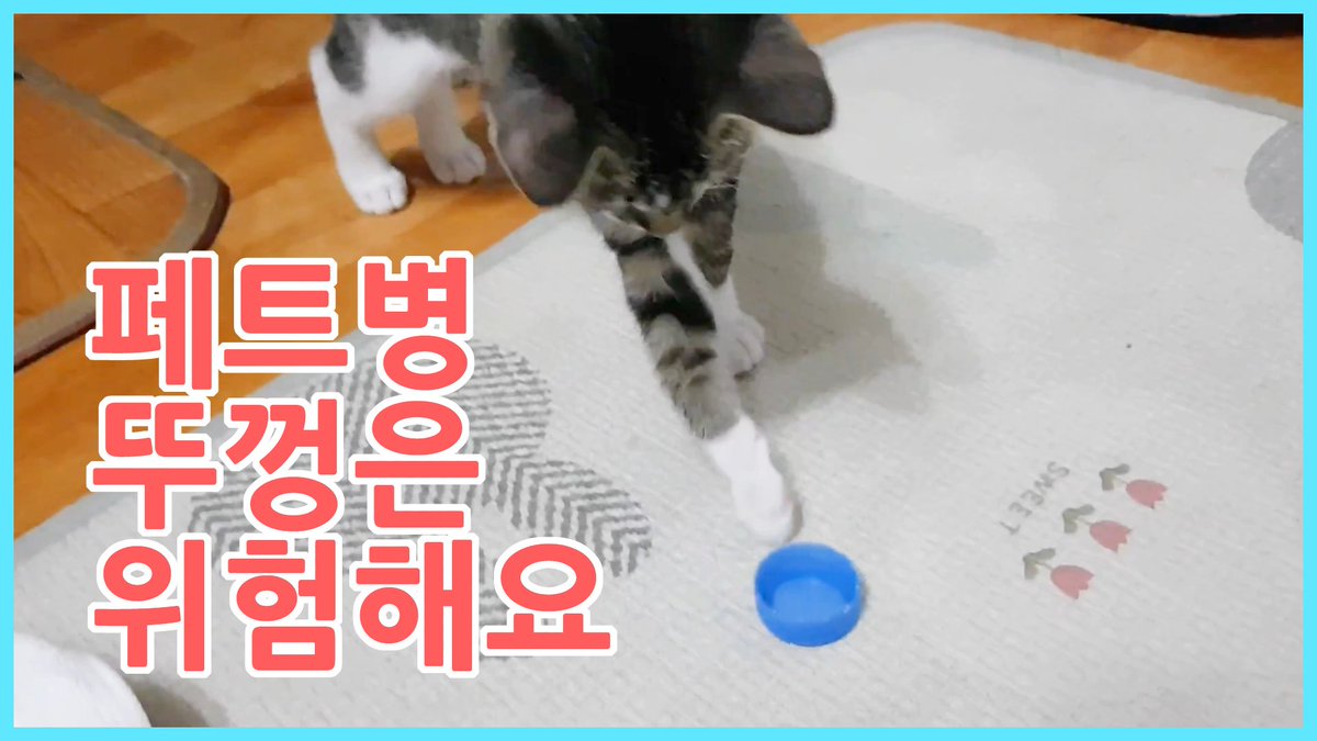 cat_rangrangmon's tweet photo. https://t.co/6BUsxWzG5a 
페트병 뚜껑은 위험해요(The plastic bottle cover is dangerous)
#잔망's #잔망스 #고양이 #동물  #cat #KoreanCat #cats #고양이유튜브 #CatYouTube https://t.co/dBu8ZQ05Vn