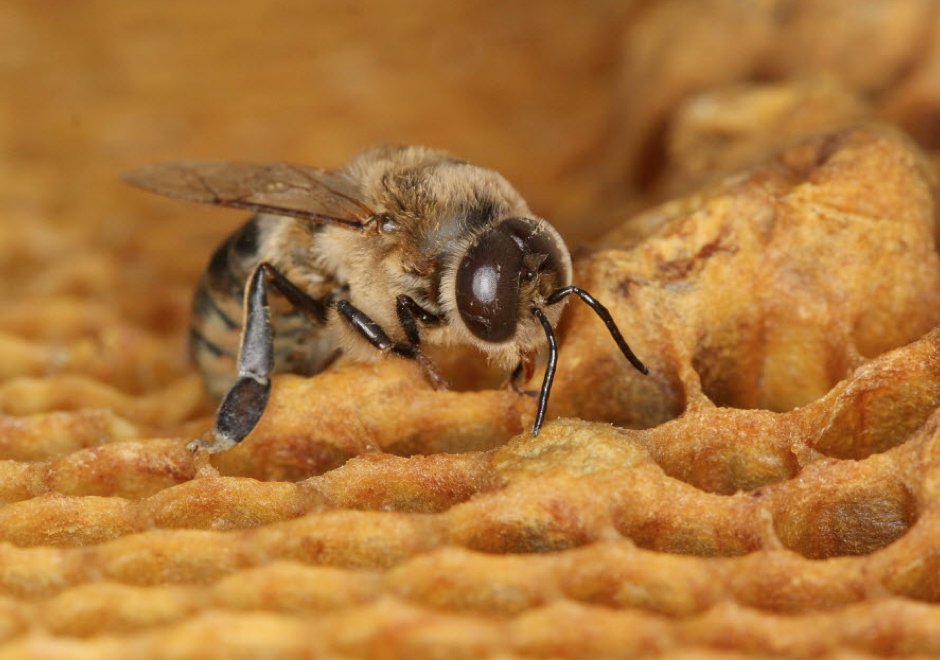 OttawaCitizen's tweet photo. Scientists say no more room for doubt about impact of pesticides on birds, bees https://t.co/kYvpsIzVOV https://t.co/MX4yuwNe4x
