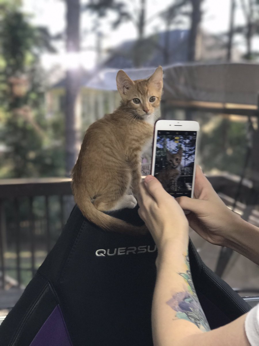 nudah's tweet photo. ive never had an animal to show off before so please love this little guy as much as i do HAHAHAHA https://t.co/to7Udrj5gS