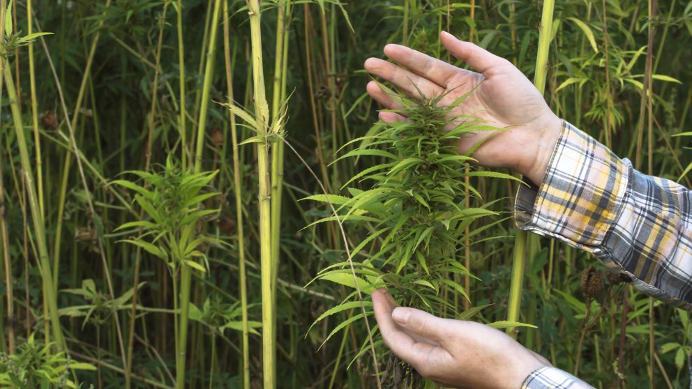 Creating a research baseline for #hemp: ncst.at/ATmBid