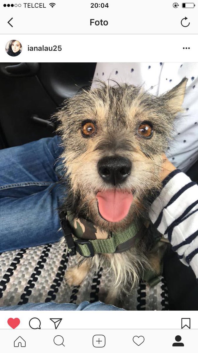 yayita_mg's tweet photo. Se llama Silvio, se extravió hoy en la Narvarte, ayuda por favor. @ColNarvarte @VertizNarvarte  @_Narvarte https://t.co/bTGsujGg37