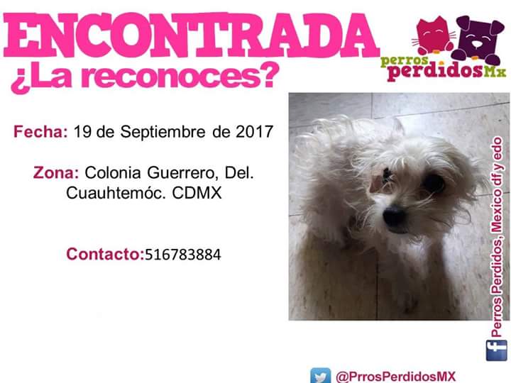 PrrosPerdidosMX's tweet photo. #ENCONTRADA ¿LA RECONOCES? 
#RAZA #HEMBRA
EL: 19 SEPTIEMBRE 2017
EN: COL. #GUERRERO   DEL. #CUAUHTEMOC https://t.co/D0ognS0ScQ