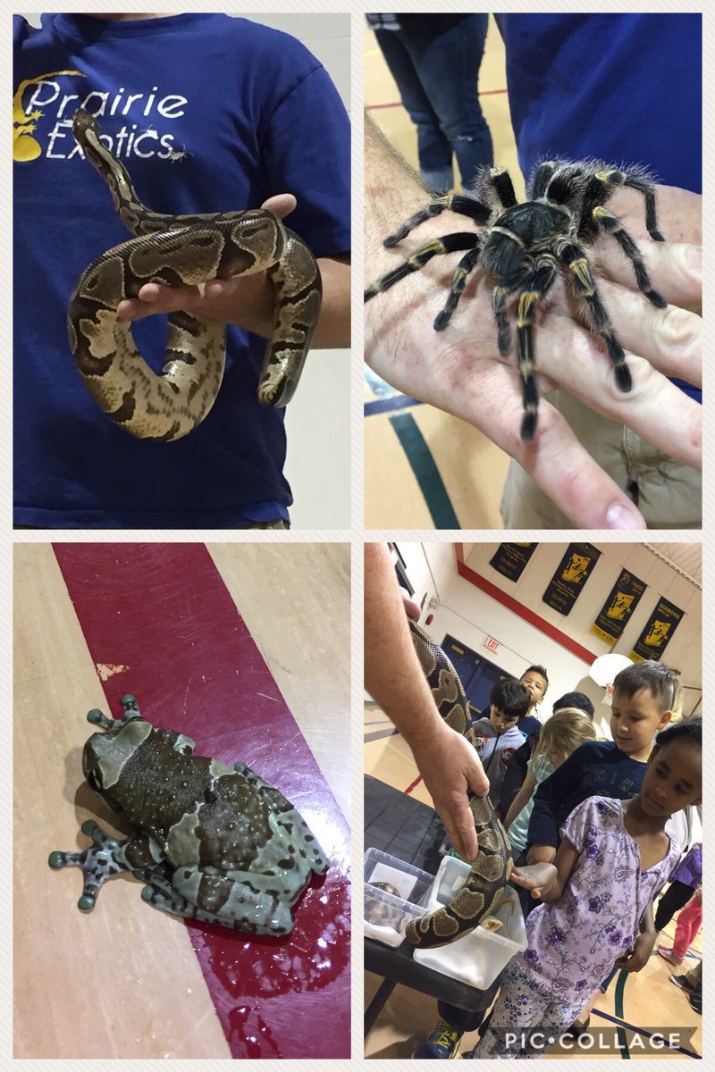 silver_reagan's tweet photo. Had a very exciting visit from Prairie Exotics today! #wsdinquiry https://t.co/thNLNJMlEx