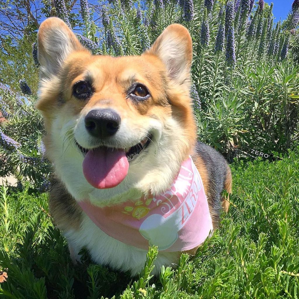 corgi_zero's tweet photo. Legs are overrated anyway... #LookMomNoLegs #IHaveNoLegs #WormDog #MamasLittleMollusk #LeglessLady #tot https://t.co/fBrU2gKUnZ https://t.co/SfHYhHmtYR