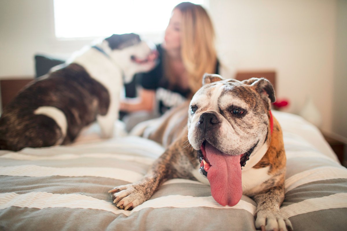 Zappos's tweet image. New Jersey! Let us and @AnimalLeague find you a new buddy! Friends on Us Fridays is coming to you! #zapposforpets zps.to/bN2dJmyJ