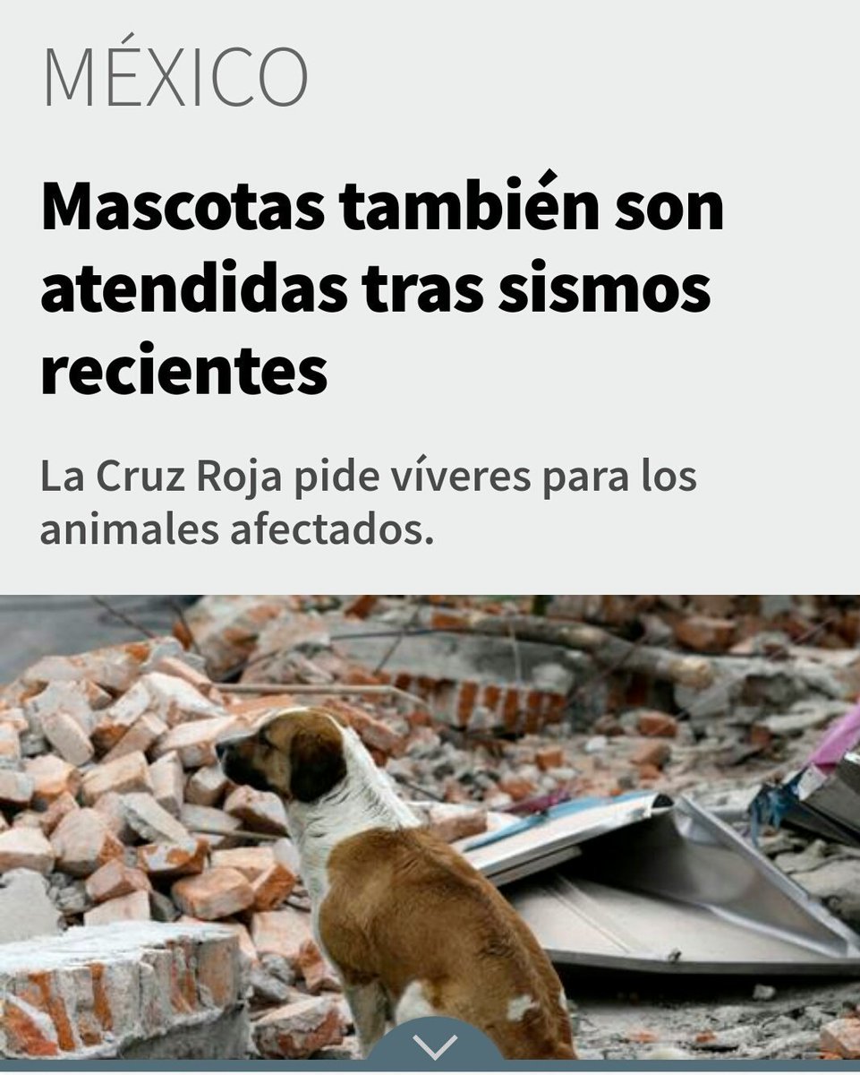 mtz_tt's tweet photo. Por favor apoyen también a los animales afectados por el #Sismo ellos también lo necesitan #FuerzaMexico 
https://t.co/QQn2LiM8XH https://t.co/LVq91sqe1U