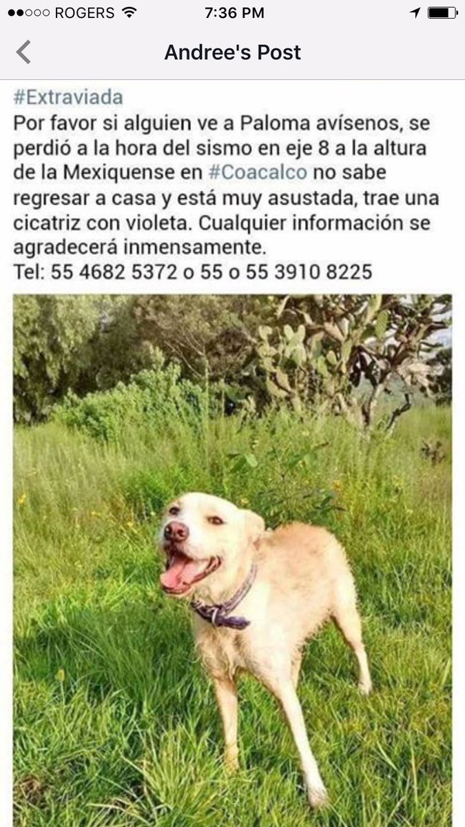 MascotasSismo's tweet photo. https://t.co/uIDZq01HcK