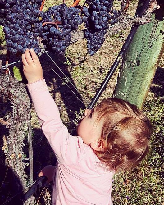 KelownaTours's tweet photo. Check out this adorable future wine maker! 🍷 #bcwine #explorebc #kelowna https://t.co/LOQhk4yX5F