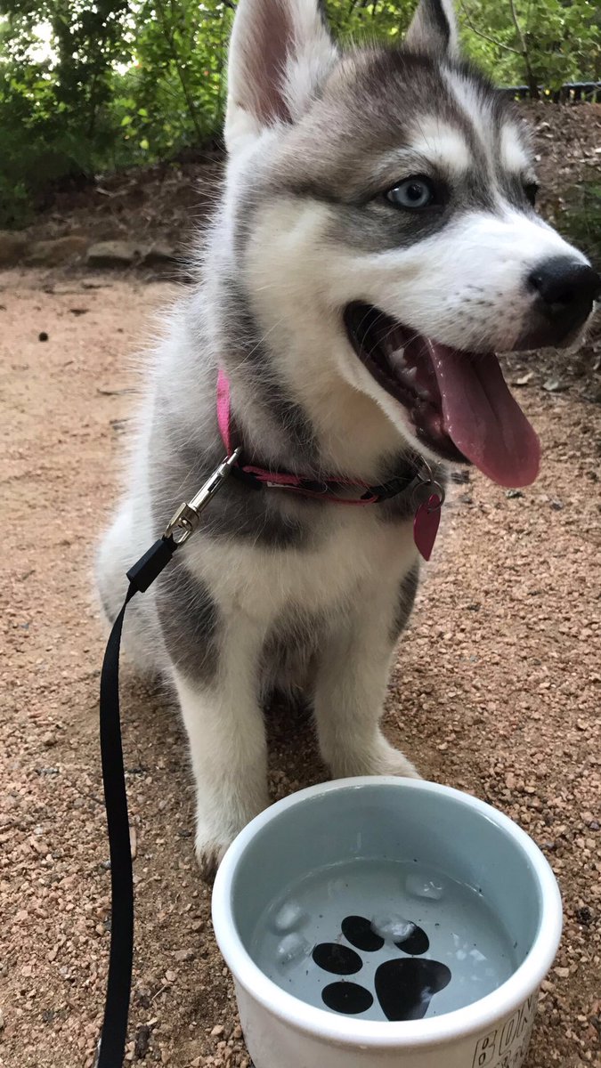 adriancastle12's tweet image. #sfadogs #ODPhidogs #sfaknights #ODPhidoesitbetter @Ceasarsilva @SFA_ODPHI