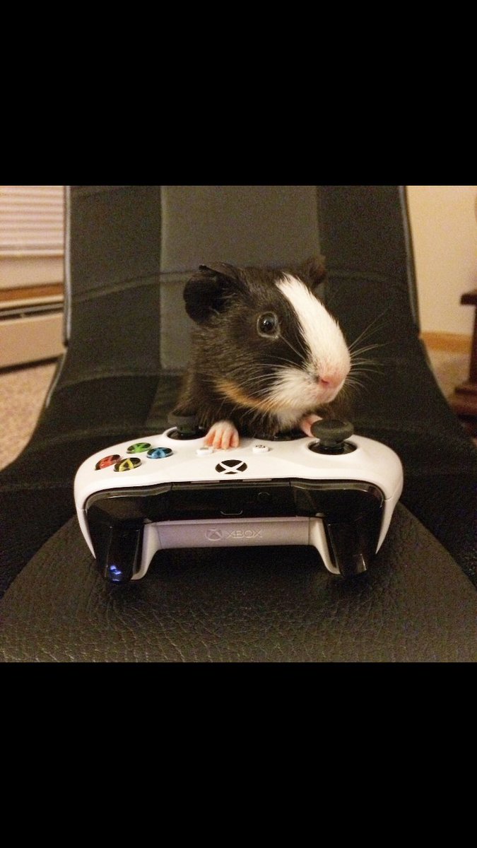 patanders7's tweet photo. Guinea pigs and video games https://t.co/pFjMYzecPE