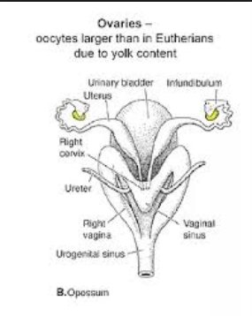 a pénisz prolapsusa nutriában gerincvelő felszakadt erekció