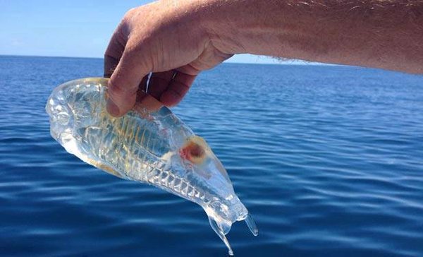 BriIIiantInvent's tweet photo. A Northland man was surprised to discover a translucent sea creature while fishing Northland's Karikari Peninsula https://t.co/e2g7cHQMbu