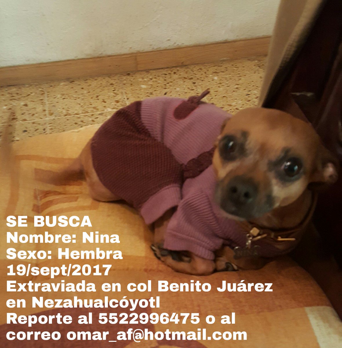 avilafunes_omar's tweet photo. @NitinNeza @PrrosPerdidosMX @CuidandoHuellas perrita Extraviada, ayúdenme con RT por favor https://t.co/I0aOEF96G4