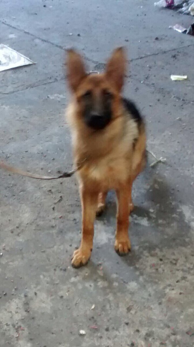 alexamv82's tweet photo. Ayúdennos a encontrar a sam el perrito de mi hermano. No lo encontramos. Zona canal de chalco y periférico Ayúdenme a compartir @jrisco https://t.co/r6izGtOtzd
