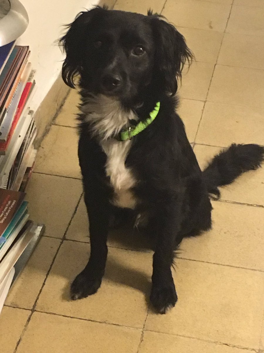 Encontramos a este negrito muy asustado en @LaJuarezDF <a href="/ComedorLucerna/">LucernaComedor</a> <a href="/ForoLucerna/">Foro Lucerna</a>