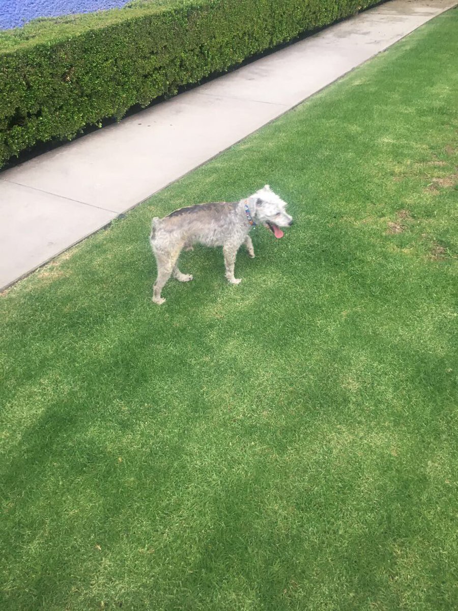 Encontraron a este perrito en Las Aguilas, con collar pero sin plaquita. Si alguien lo reconoce, contacte a <a href="/NathaliaGVM/">Nathalia G DelaVega</a>