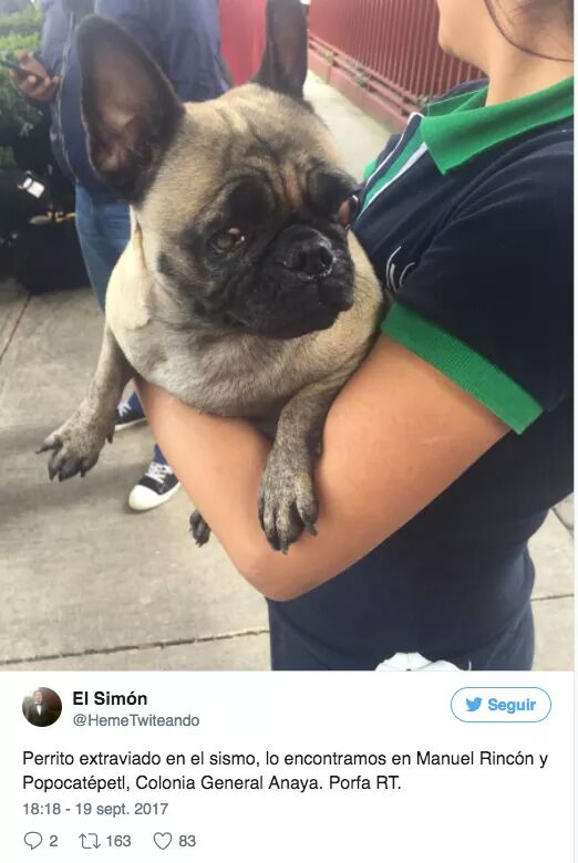 #extraviado #Sismo #CDMX RT <a href="/UribeMerle/">Merle Uribe Oficial</a> <a href="/DefAnimalMX/">Defensoría Animal MX</a> <a href="/PrrosPerdidosMX/">PerrosPerdidosMx</a> <a href="/alex_8sc/">ale sanchez</a> <a href="/APASDEM/">APASDEM, A.C.</a> <a href="/PAOTmx/">PAOT</a> <a href="/xjusticianimal/">DEFENSA ANIMALISTA</a> @morenamia25