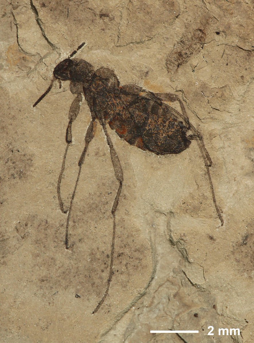 MV Palaeontology tweet media