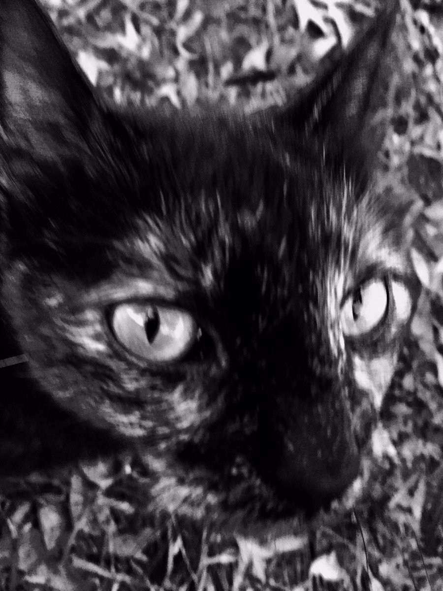 ferociousplay's tweet photo. The hardest thing of all is to find a black cat in a dark room, especially if there is no cat. Confucius #changethelanguage #changethestory https://t.co/IEnRLhM8to