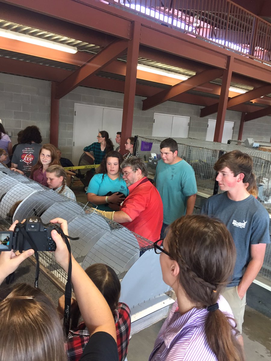 luv2shoot36's tweet photo. Northeast Arkansas District Fair Rabbit Show!!! Doing it Right!!! #judgethemlikeyoushould #reasons#teachthekids#Showmanship https://t.co/pZTCMpfjzG