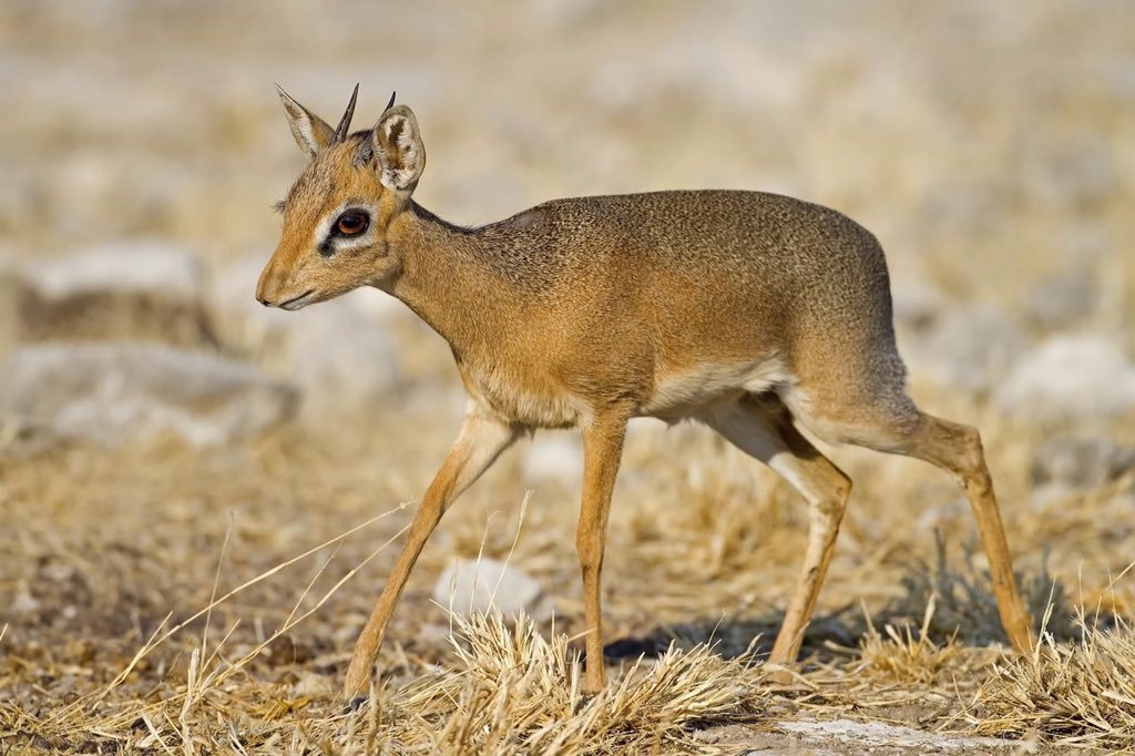 // Y'ALL A DIK-DIK IS MY SPIRIT ANIMAL
