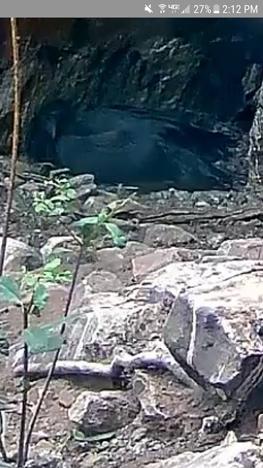 ElizabethNervi1's tweet photo. @CornellCondors Our gorgeous baby condor chick looks like Cleopatra all sprawled out for her nap.  I call her Capella. https://t.co/e4aILQAiXT