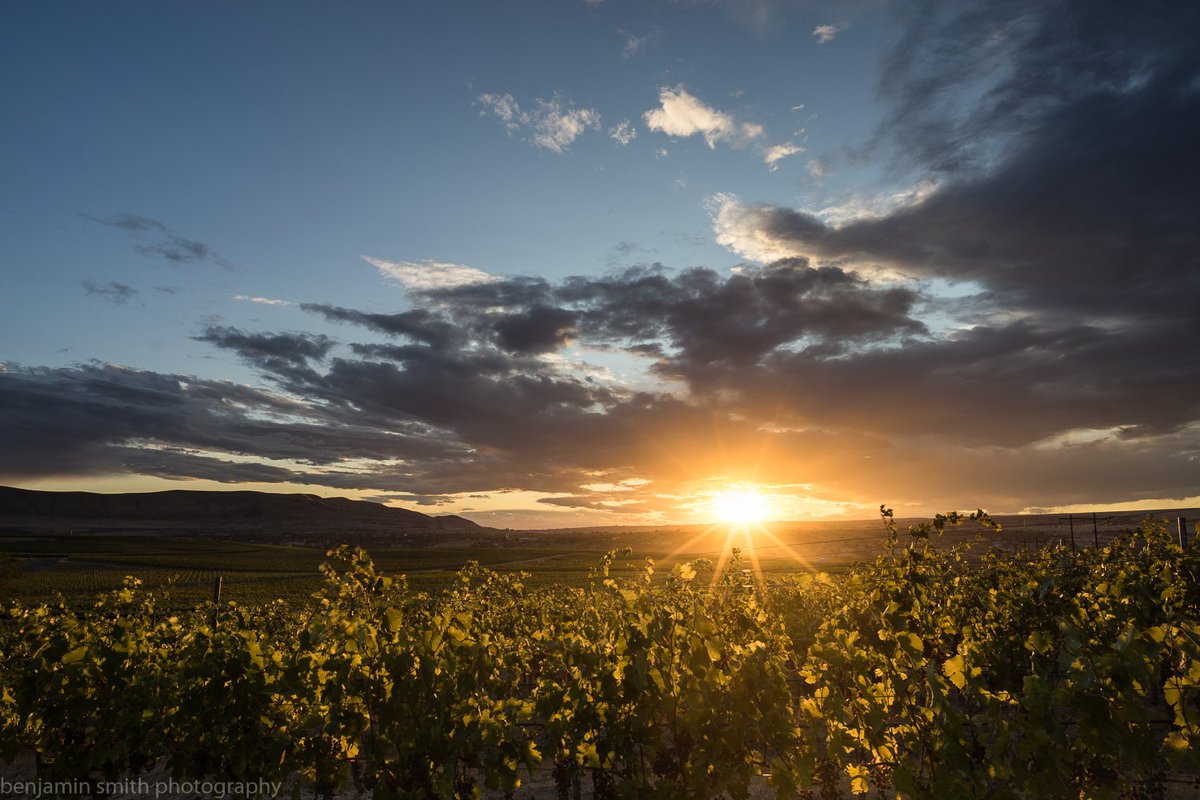 Good Night from the Cara Mia Vineyard