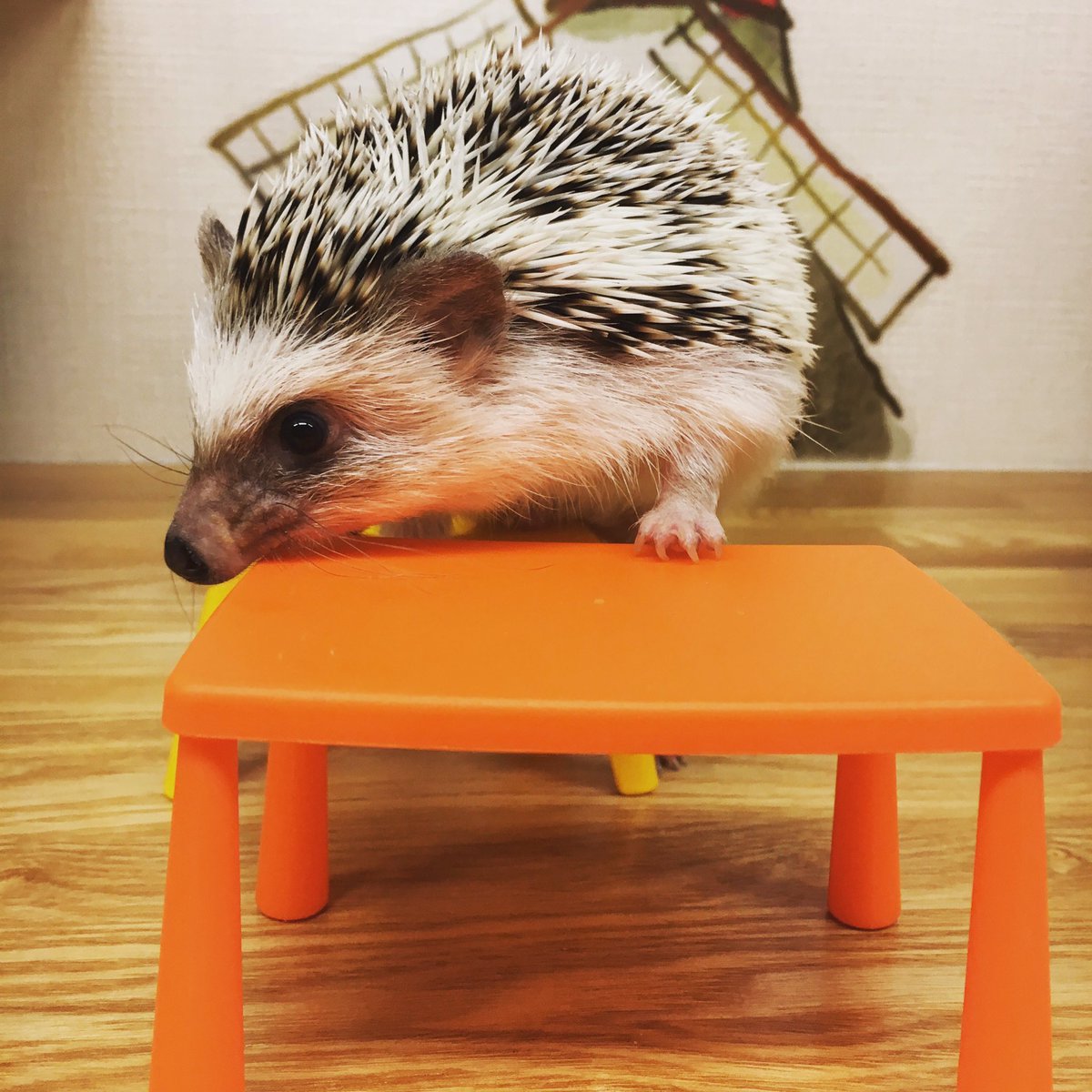 Hagu Cafe 新宿本店 V Twitter 机の上で何かお勉強でしょうか Hagucafe ハリネズミ Hedgehog Degu 小動物 Smallanimal 動物カフェ 新宿 Shinjuku 歌舞伎町 東京 カフェ