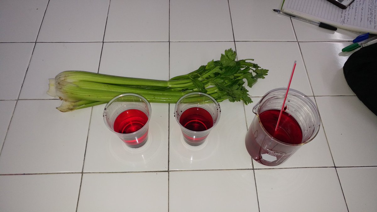 FcoLenarduzzi96's tweet photo. Experimento Capilaridad 
Fisologia Vegetal
@agorajavier 
@javierdealba4s https://t.co/MVHnDv6cNo