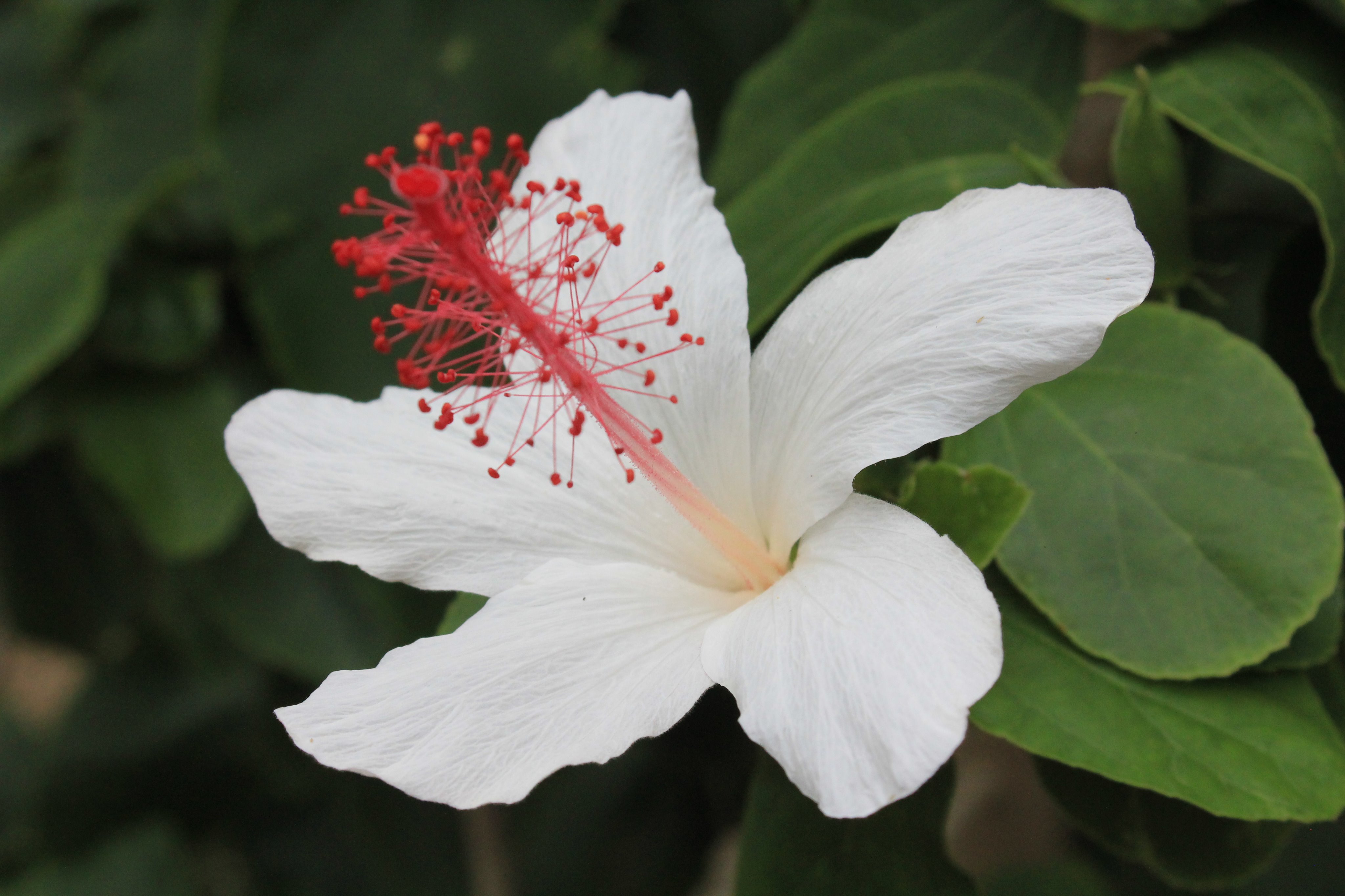 咲くやこの花館 こちらはハイビスカスワールドの ヒビスクス ワイメアエ コキオ ケオ ケオ ハワイでは白い ハイビスカス を コキオ ケオ ケオ と呼びます 実は 香りのあるハイビスカス で 鼻を近づけるといいにおいがします ぜひ