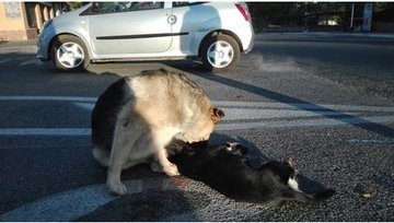 Посмотреть изображение в Твиттере