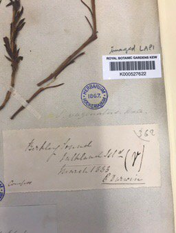 SukeyCameron's tweet photo. Fascinating to see samples of plants that #CharlesDarwin brought back from the #Falklands in #1833 @kewgardens . https://t.co/zC7G7be3ma