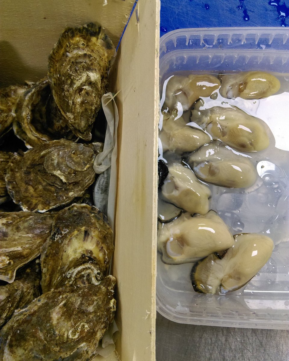 Preparing some of John Ward's superb <a href="/doonoysters/">Dooncastle Oysters</a>, grown right here in the #wesht &amp; served simply with radish &amp; cucumber. #ThisIsIrishFood