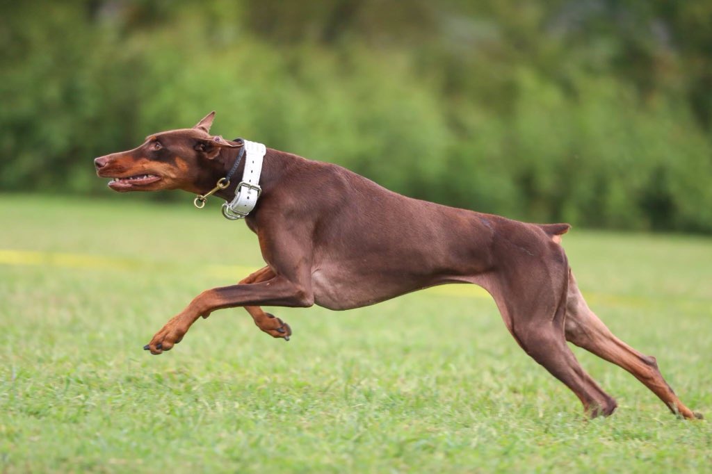 PC Rich Williamson tweet media