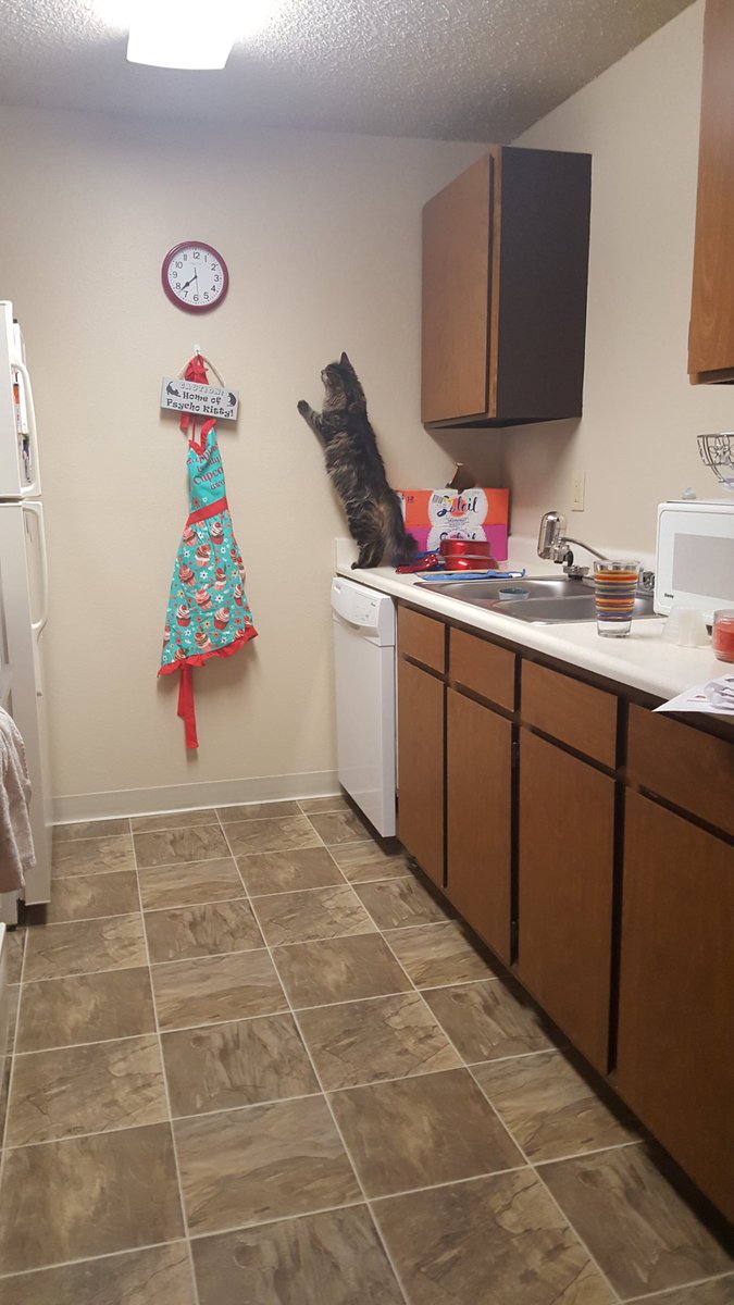 My cat actively hunts my clock for hours at a time. No, I have nothing better to tweet about.