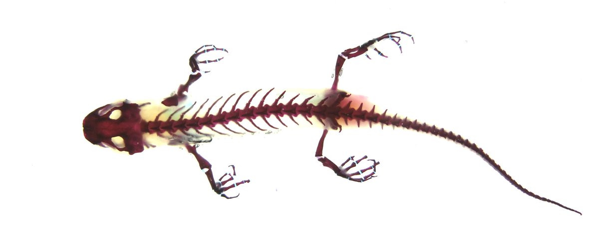 アカハライモリ（Cynops pyrrhogaster）の透明骨格標本。アカハラ