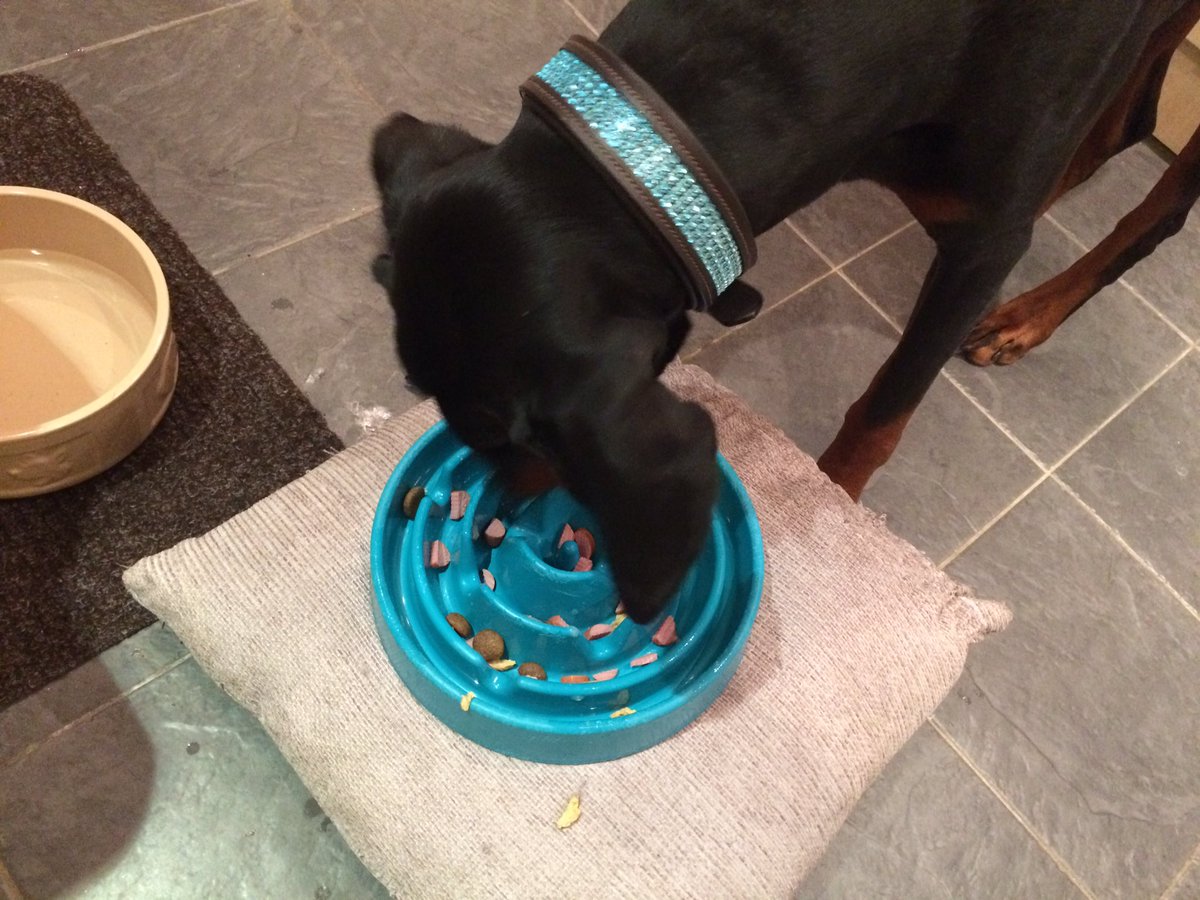 StampedeEq's tweet photo. My feed bowl only Darcy says! Slow feeders are just great for greedy dogs #GoodDogMagazine #GoodDogMagazine #ClubDobe #Cassity_C https://t.co/8QCTIfIqhU