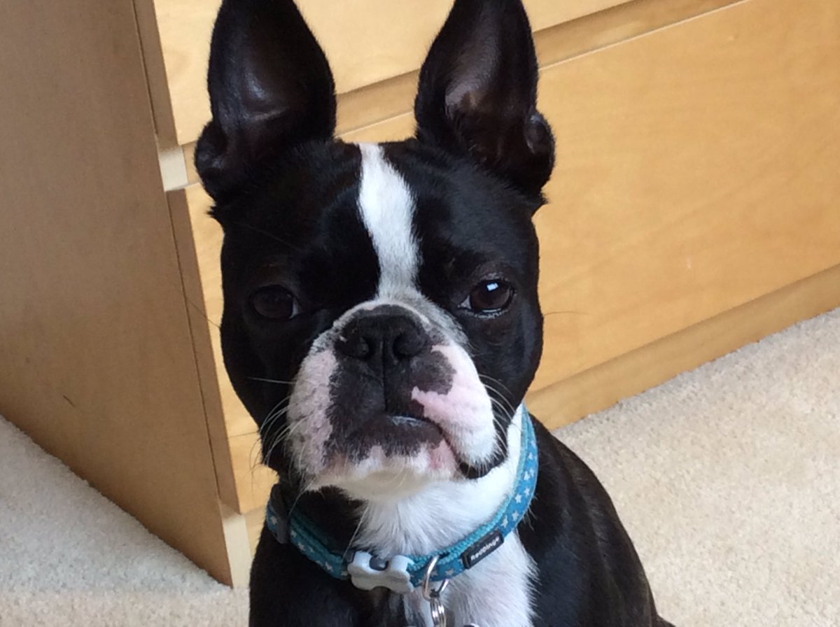 colourinner's tweet photo. This face tells me I have not thrown the ball enough times yet. #imwelltrained #giddypup #seriousfluffface https://t.co/RatTYLI7op